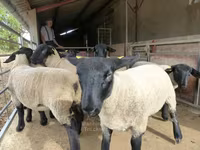 Schaf, White Suffolk sheep — Foto 3
