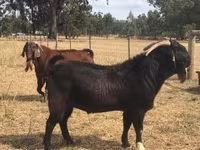 Cabra, Boer goat — foto 4