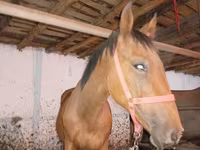 Horse (M), Manipuri pony — photo 4