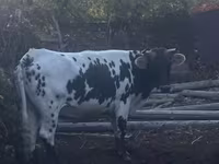 Cow, Russian Black pied cattle — photo 2