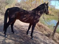 Hengst, Karabair horse — Foto 4