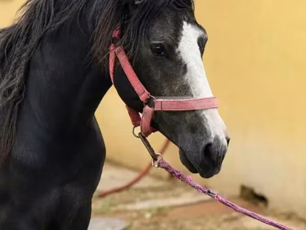 Horse (M), Anglo-Arabian