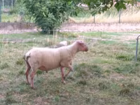 公羊, Rouge de l’Ouest sheep — 照片 3