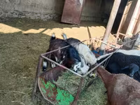 تيس, الماعز — الصورة 2