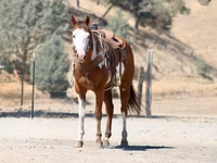 حصان, American paint horse — الصورة 6