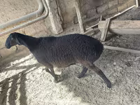 Ram, Rhon sheep — photo 1