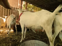 ماعز (دفعة، الجنس غير محدد), Saanen goat — الصورة 3