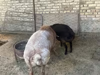 كبش, Arashan sheep — الصورة 5