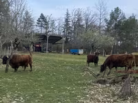 Cow, Dexter — photo 2