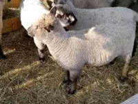 Oveja, Shroshire sheep — foto 2