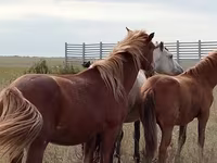 Horse (M), Horses — photo 2
