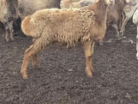 母羊, Sheep — 照片 1