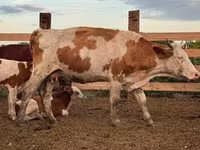 بقرة, Swiss cattle — الصورة 6
