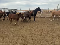 فرس, Horse breed — الصورة 4