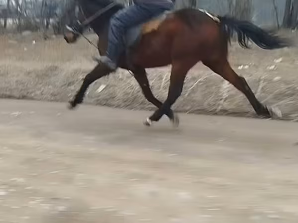 Конь, Лошади