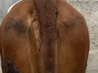 Kuh, Simmental cattle — Foto 4