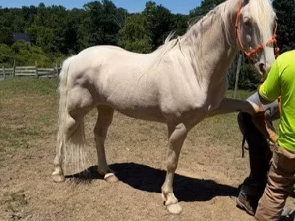 Horse (M), Kentucky mountain daddle horse
