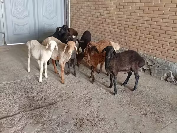 Schafe (Partie, Geschlecht nicht angegeben), Schafe