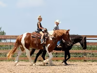 Horse (M), Pinto horses — photo 7
