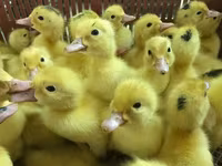 Ducks — photo 6
