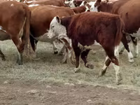 Bull, White-headed Ukrainian — photo 4