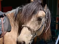 Horse (M), Missouri foxtrotter — photo 2