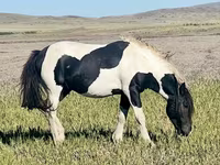 Caballo, Caballos — foto 3