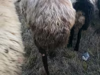 Ram, Blackheaded Persian sheep — photo 5