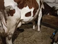 Cow, Swiss cattle — photo 8
