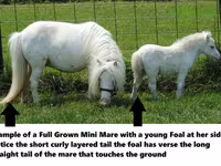 Caballo, Miniature horse — foto 8