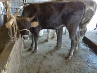 Cow, Russian Black pied cattle — photo 6