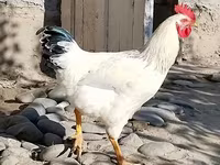 Chickens — Foto 7