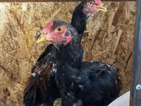 Chickens — photo 6