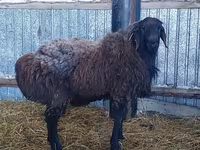 Carnero, Hissar sheep — foto 2