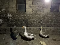 Geese — الصورة 2