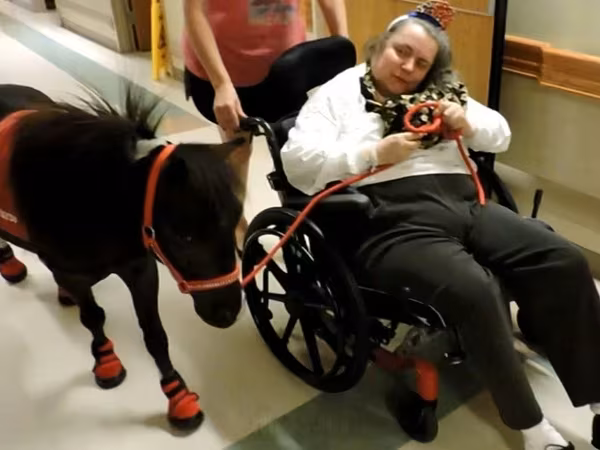 Hengst, Miniature horse