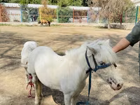 Лошади (партия, пол не указан), Австралийский пони — фото 3