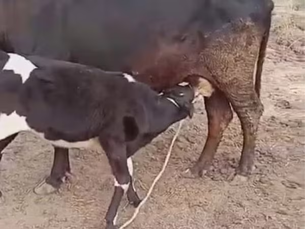 Kuh, Latvian Blue cattle