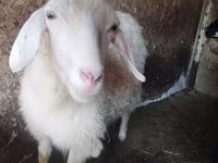 Cabra, Cabras — foto 4