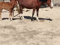 Stute, Kazakh horse — Foto 3