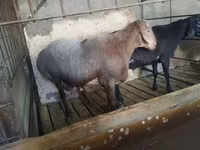 Carnero, Hissar sheep — foto 8