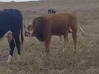 Bull, Simmental cattle — photo 2