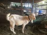Ziegenbock, Saanen goat — Foto 1