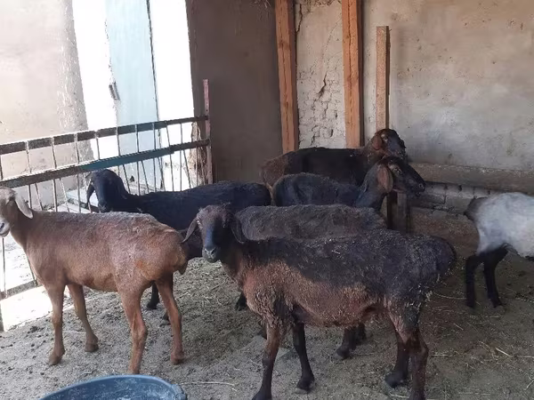كبش, الأغنام