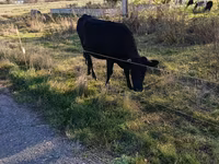 Kuh, Russian Black pied cattle — Foto 2
