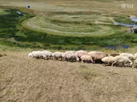 Sheep, Balbas sheep — photo 8