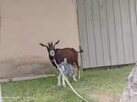 Коза, Альпийская коза — фото 7
