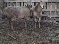 Sheep, Arashan sheep — photo 2