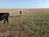गाय, Simmental cattle — फ़ोटो 4