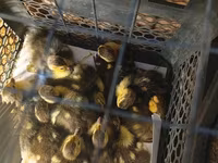 Ducks — الصورة 3